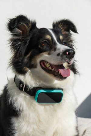 GPS Pet Tracker & Activity Monitor